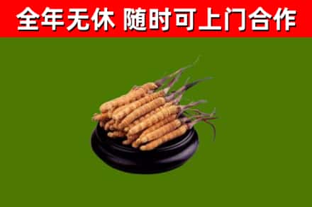 银州回收冬虫夏草